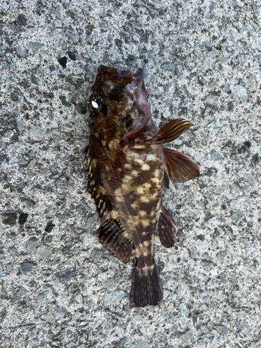 カサゴの釣果
