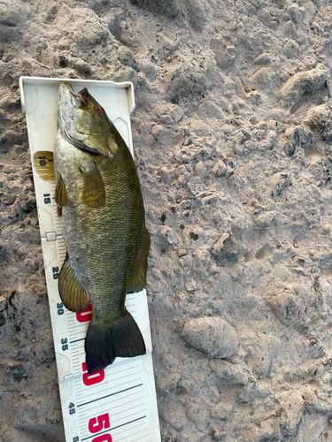 スモールマウスバスの釣果