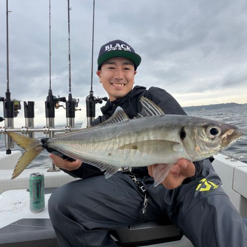 マアジの釣果