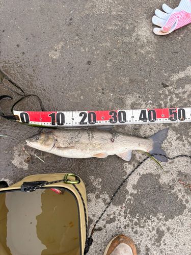 ウグイの釣果