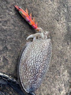 シリヤケイカの釣果