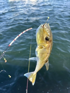 シロサバフグの釣果