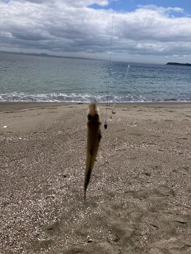 キスの釣果