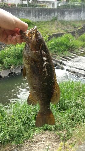 スモールマウスバスの釣果