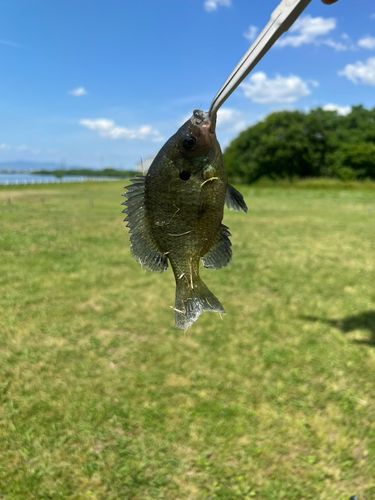 ブルーギルの釣果