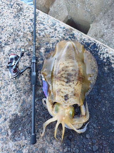 アオリイカの釣果