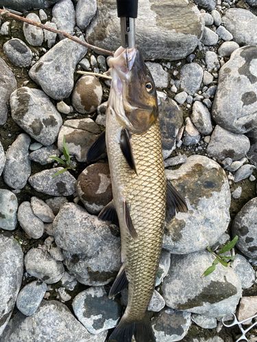 ニゴイの釣果