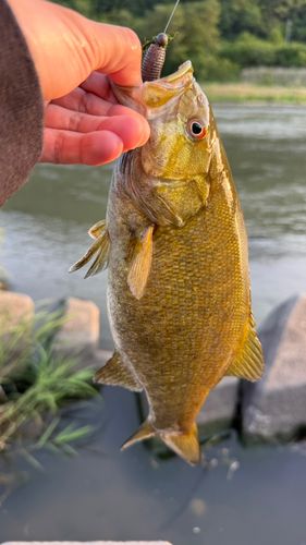 スモールマウスバスの釣果