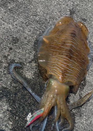 アオリイカの釣果