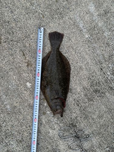 ヒラメの釣果