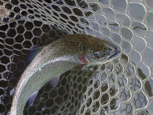 ニジマスの釣果