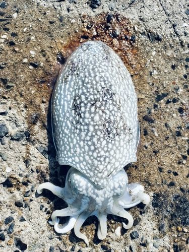 コウイカの釣果
