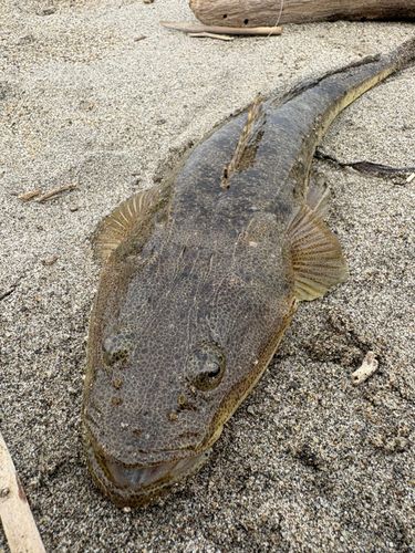 マゴチの釣果
