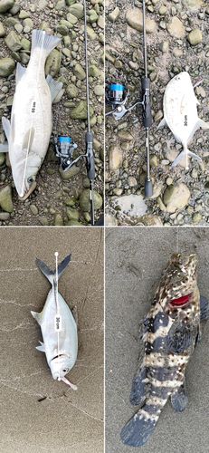 ヒラスズキの釣果