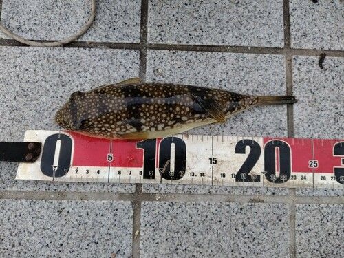 フグの釣果