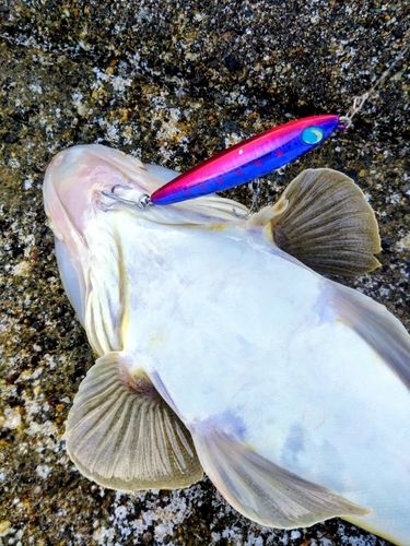 マゴチの釣果