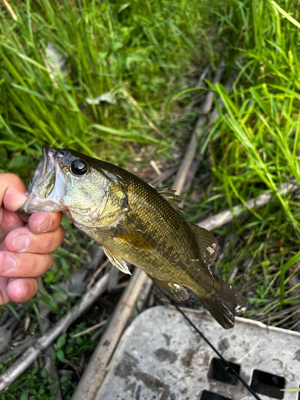 DAIWA 23ハートランド 702UL+FS-ST23の最安値・インプレ・釣果 | 本音
