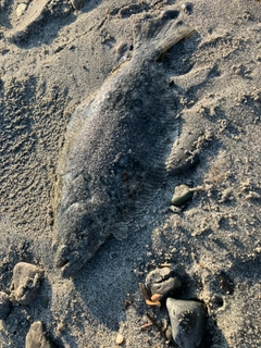 ソゲの釣果