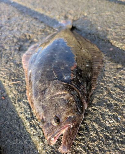 ヒラメの釣果