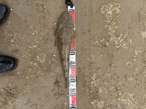 マゴチの釣果