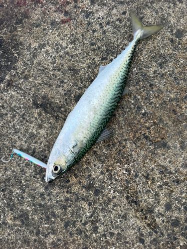 サバの釣果