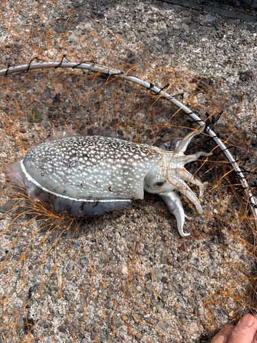 シリヤケイカの釣果