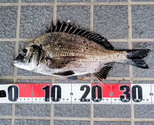 チヌの釣果