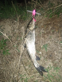 ニゴイの釣果