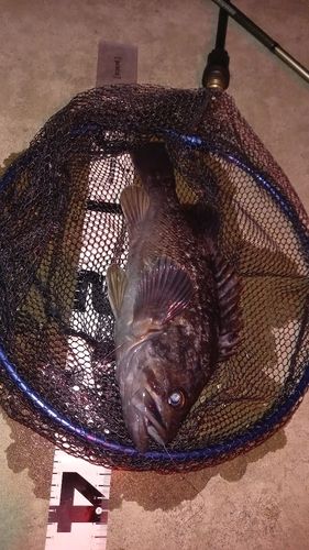 クロソイの釣果