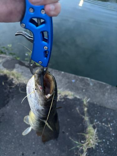 ナマズの釣果
