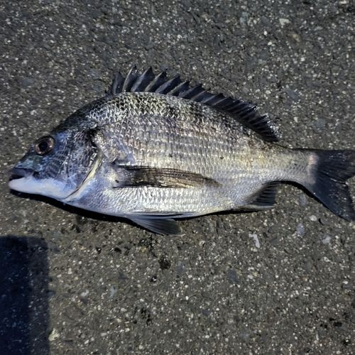 チヌの釣果