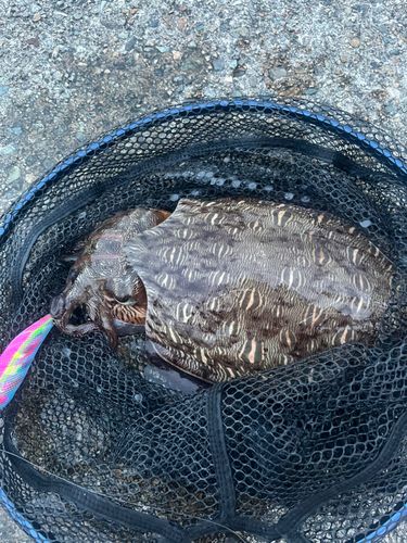モンゴウイカの釣果