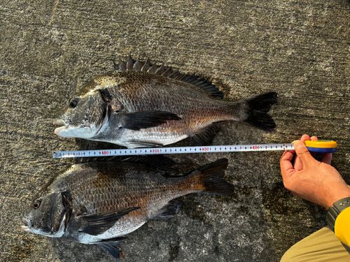 クロダイの釣果