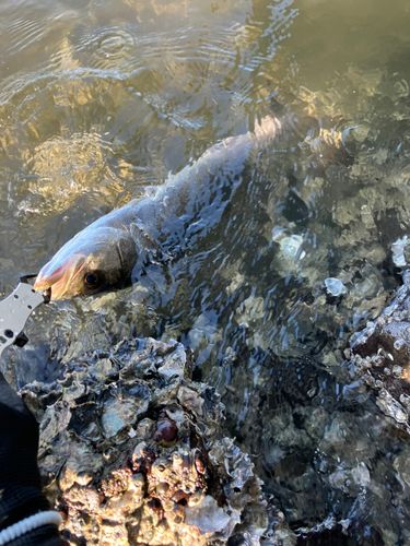 フッコ（マルスズキ）の釣果