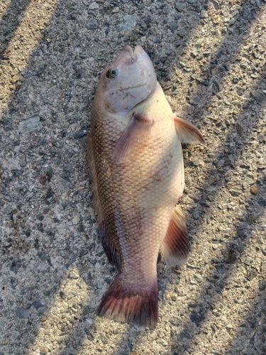 カンダイの釣果