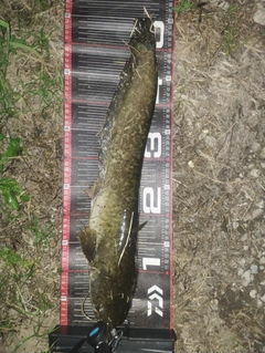 ニホンナマズの釣果