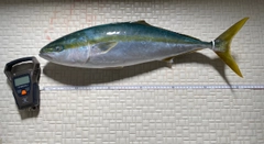 ワラサの釣果