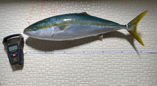 ワラサの釣果
