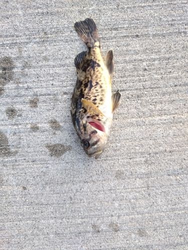 クロソイの釣果