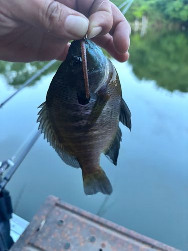 ブルーギルの釣果