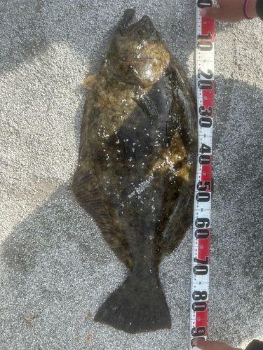 ヒラメの釣果