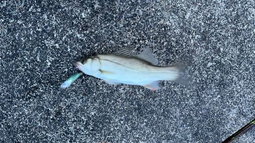 セイゴ（マルスズキ）の釣果