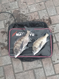 クロダイの釣果