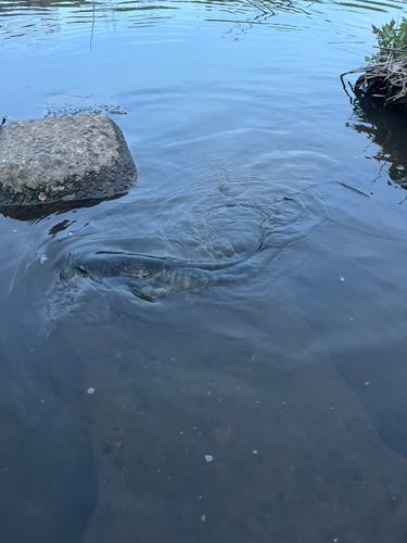 ナマズの釣果