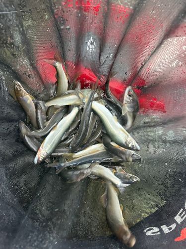 アユの釣果