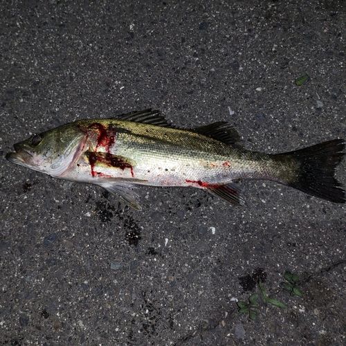 セイゴ（タイリクスズキ）の釣果