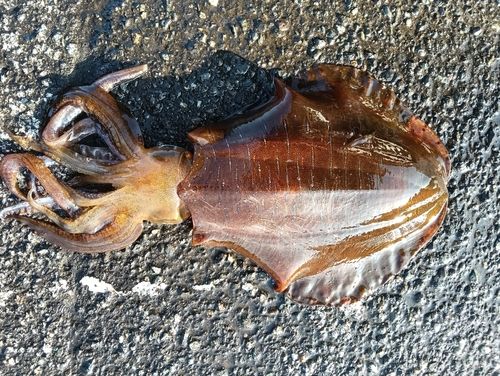 アオリイカの釣果