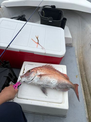 タイの釣果