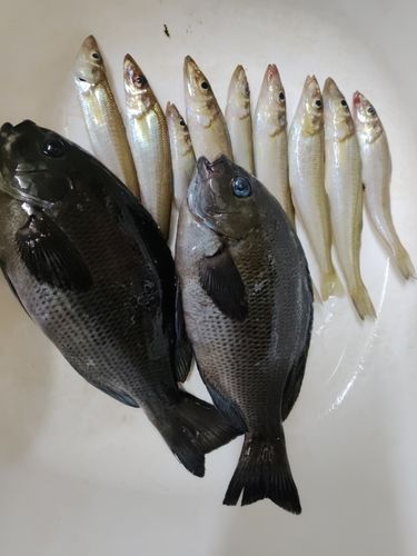 シロギスの釣果