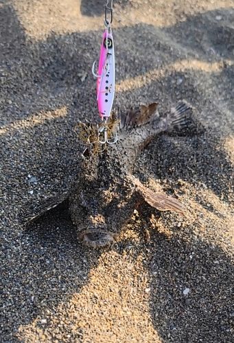 オニオコゼの釣果
